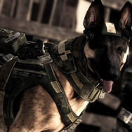 海外ではCoDDOGとして人気沸騰中の軍用犬