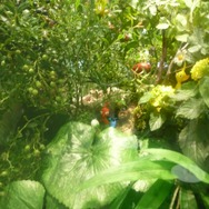 何匹いるか探してみよう