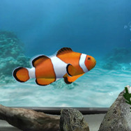 ブルーオアシス〜魚の癒し空間〜