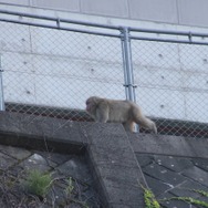 255枚の写真で贈る「モンスターハンター×長野信州渋温泉“モンハン渋の里”」プレスツアーレポート