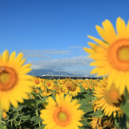 大垣のひまわり畑