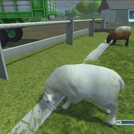 エサを食べる羊たち。羊を飼うとウールが生産される