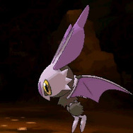 大きな耳から20万ヘルツの超音波を発します