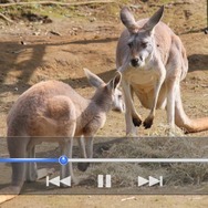 PS Vita TVのメディア向け体験会レポート!4KテレビやHMD、アドホック、nasneなどをチェック ― 「torne PS Vita TV」の配信も発表