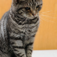 ウォーゲーミングジャパン広報大使“Hellcat軍曹”が編集部にやってきた【フォトレポ】