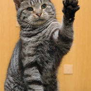 ウォーゲーミングジャパン広報大使“Hellcat軍曹”が編集部にやってきた【フォトレポ】