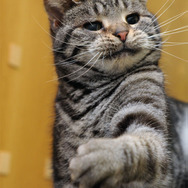 ウォーゲーミングジャパン広報大使“Hellcat軍曹”が編集部にやってきた【フォトレポ】