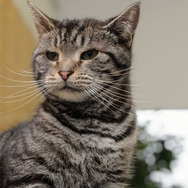 ウォーゲーミングジャパン広報大使“Hellcat軍曹”が編集部にやってきた【フォトレポ】