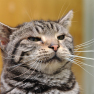 ウォーゲーミングジャパン広報大使“Hellcat軍曹”が編集部にやってきた【フォトレポ】