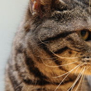 ウォーゲーミングジャパン広報大使“Hellcat軍曹”が編集部にやってきた【フォトレポ】