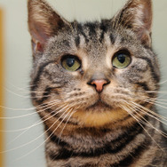 ウォーゲーミングジャパン広報大使“Hellcat軍曹”が編集部にやってきた【フォトレポ】