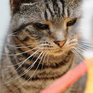 ウォーゲーミングジャパン広報大使“Hellcat軍曹”が編集部にやってきた【フォトレポ】