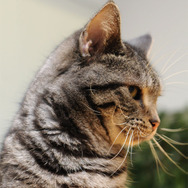 ウォーゲーミングジャパン広報大使“Hellcat軍曹”が編集部にやってきた【フォトレポ】