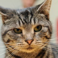 ウォーゲーミングジャパン広報大使“Hellcat軍曹”が編集部にやってきた【フォトレポ】