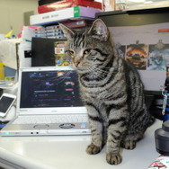 ウォーゲーミングジャパン広報大使“Hellcat軍曹”が編集部にやってきた【フォトレポ】