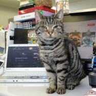 ウォーゲーミングジャパン広報大使“Hellcat軍曹”が編集部にやってきた【フォトレポ】