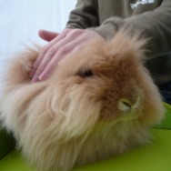 超可愛い！幕張でアルパカとアンゴラウサギ撮影会 ―  『牧場物語 つながる新天地』ストリートプロモーション