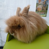 超可愛い！幕張でアルパカとアンゴラウサギ撮影会 ―  『牧場物語 つながる新天地』ストリートプロモーション