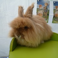 超可愛い！幕張でアルパカとアンゴラウサギ撮影会 ―  『牧場物語 つながる新天地』ストリートプロモーション