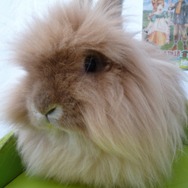 超可愛い！幕張でアルパカとアンゴラウサギ撮影会 ―  『牧場物語 つながる新天地』ストリートプロモーション