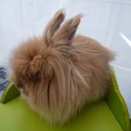 超可愛い！幕張でアルパカとアンゴラウサギ撮影会 ―  『牧場物語 つながる新天地』ストリートプロモーション