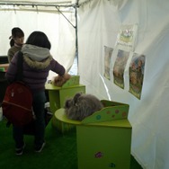 超可愛い！幕張でアルパカとアンゴラウサギ撮影会 ―  『牧場物語 つながる新天地』ストリートプロモーション