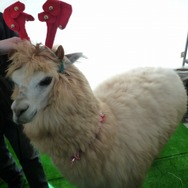 超可愛い！幕張でアルパカとアンゴラウサギ撮影会 ―  『牧場物語 つながる新天地』ストリートプロモーション