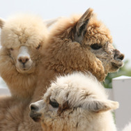 バスツアーは期間限定です