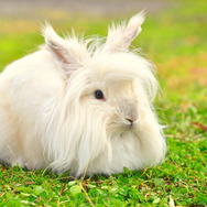 『牧場物語 つながる新天地』日帰りバスツアー第2弾「マザー牧場ツアー」が実施決定