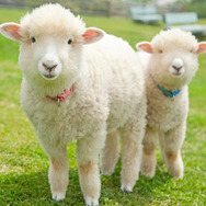 『牧場物語 つながる新天地』日帰りバスツアー第2弾「マザー牧場ツアー」が実施決定