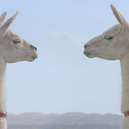 『牧場物語 つながる新天地』イメージガールに人気女優・大野いとさん起用！アンゴラウサギと共演