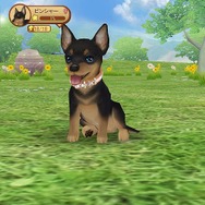 あなたの手のひらで可愛いワンコを飼いませんか？ー「てのひらワンコ」事前登録実施中