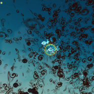 フロック(仮称)