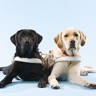 「公益財団法人日本盲導犬協会」