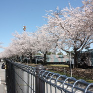 陸上自衛隊土浦駐屯地で戦車と一緒にお花見をしてきた