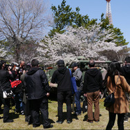 陸上自衛隊土浦駐屯地で戦車と一緒にお花見をしてきた