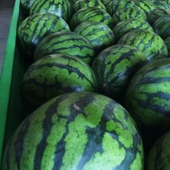 賞品は本物のスイカ