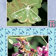 クイズ&タッチけんさく虫図鑑DS 〜虫をさがそう・しらべよう〜