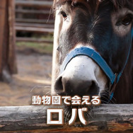 動物園で会っても可愛いロバ