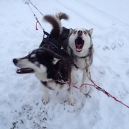 フィンランド政府観光局主催『Angry Birds On Finn Ice』プレスツアーに参加―アングリーバード生誕の地を尋ねて