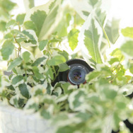 ザク、東京に立つ！？ 「シャア専用ザク」がビルを急襲する実写映像が公開