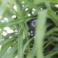 ザク、東京に立つ！？ 「シャア専用ザク」がビルを急襲する実写映像が公開