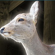 インディーゲームを実況するイベント「京都ゲーム実況フェス」開催決定