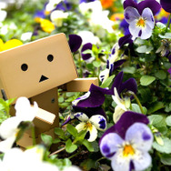 ダンボー花壇