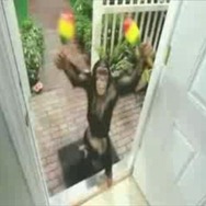 Wii版『サンバ DE アミーゴ』の海外CM動画が動物愛護団体の意見を受け公開中止に