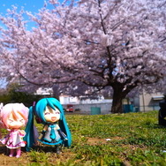 【フィグライフ！】第3回：近所の公園で桜が満開と聞いてミクさんとお散歩してきた