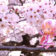 【フィグライフ！】第3回：近所の公園で桜が満開と聞いてミクさんとお散歩してきた