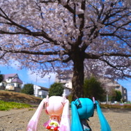 【フィグライフ！】第3回：近所の公園で桜が満開と聞いてミクさんとお散歩してきた