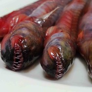 セガと佐賀がコラボ…東京で“有明海のエイリアン”を販売