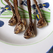 【特集】九州のエイリアンが東京に出現…焼いて、煮て、揚げて食べてみた